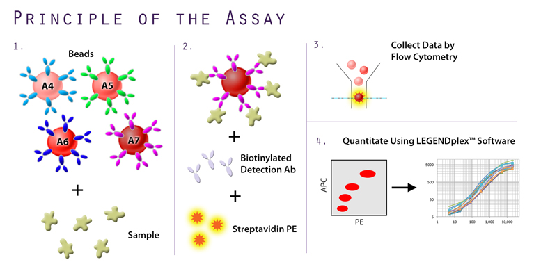 Principle of the Assay